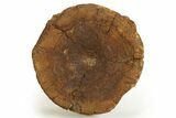 Fossil Ichthyosaur (Brachypterygius) Vertebra - England #316877-1
